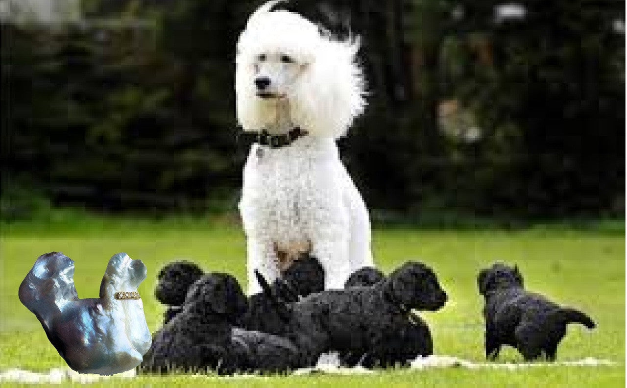 Jumbo Poodle Shaped Pearl Necklace-Once in a Lifetime-Diamonds & 18K Gold Collar and Chain.